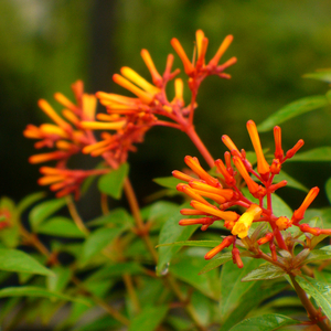 Dwarf Mexican Fire Bush, Hamelia, Firebush, Hamelia patens var. glabra 'Nana', H. patens var. glabra 'Firefly'